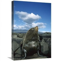 Глобална галерия в. Галапагос корен печат Bull Seal, остров Фернандина, Острови Галапагос, Еквадор Арт Печат - Туи де Рой